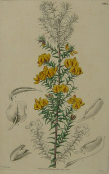 Australian Botanicals, Curtis
